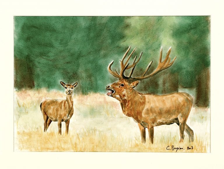 Cerf et biche