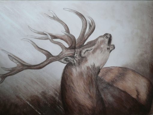 Brame du cerf