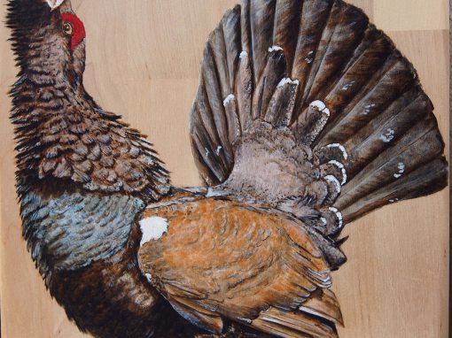 Coq de bruyère