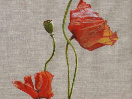 Coquelicot