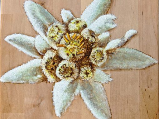 Edelweiss-4
