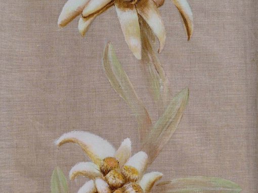 Edelweiss-2