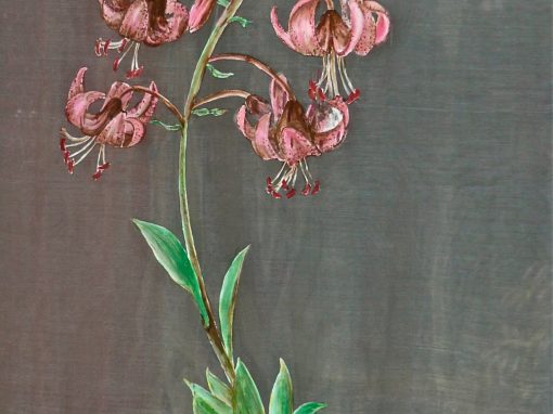 Lys martagon