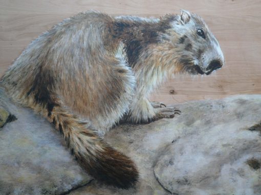 Marmotte sur rocher