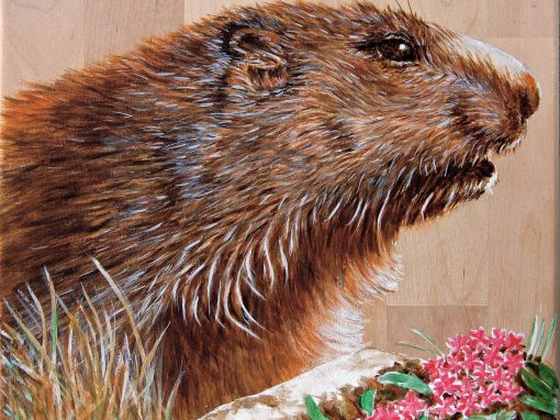 Marmotte Rhododendron