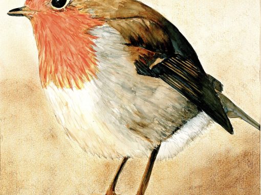 Rouge-gorge