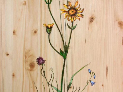 Arnica Montana
