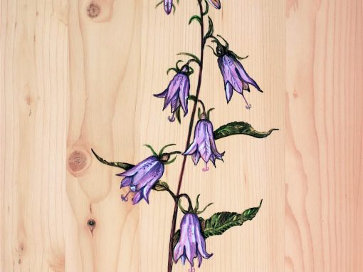 Campanule barbue