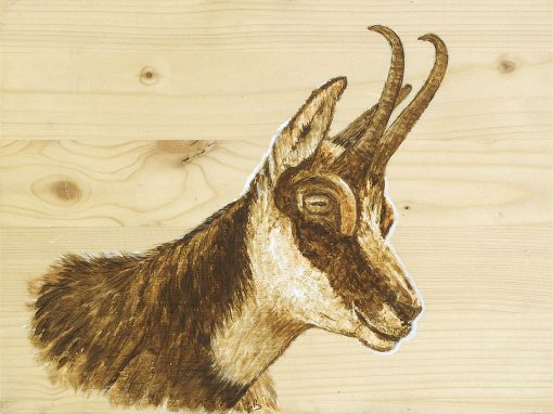 Chamois