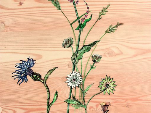 Bleuet et fleurs des Alpes