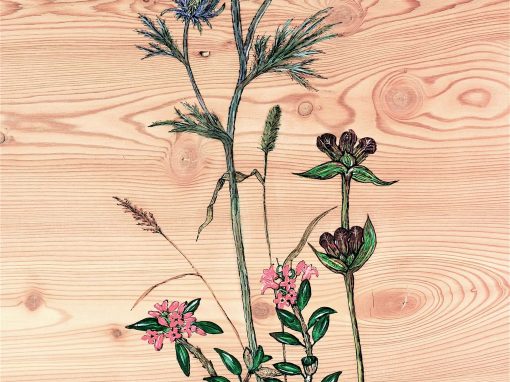 Panicaut et fleurs des Alpes