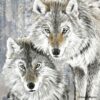 Coussin-Loup